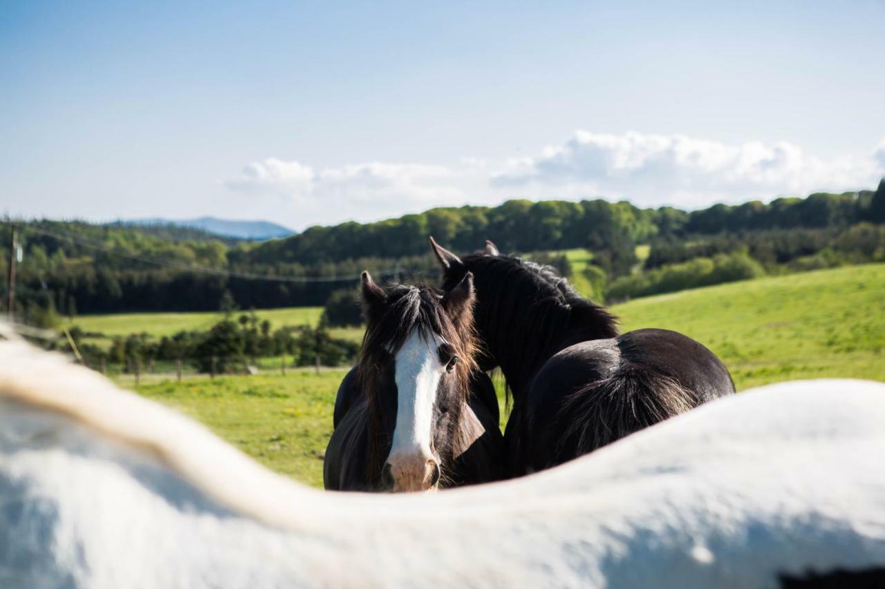 Clissmann Horse Caravans Glamping Rathdrum Εξωτερικό φωτογραφία